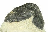 Bargain, Hollardops Trilobite Fossil - Ofaten, Morocco #287466-4